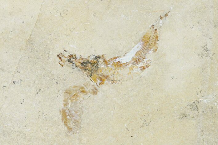 Cretaceous Fossil Fish (Gaudryella) and Shrimp - Lebanon #162800